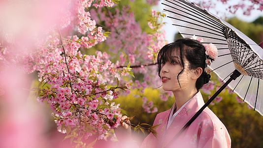 和服美少女在樱花树下赏花视频的预览图