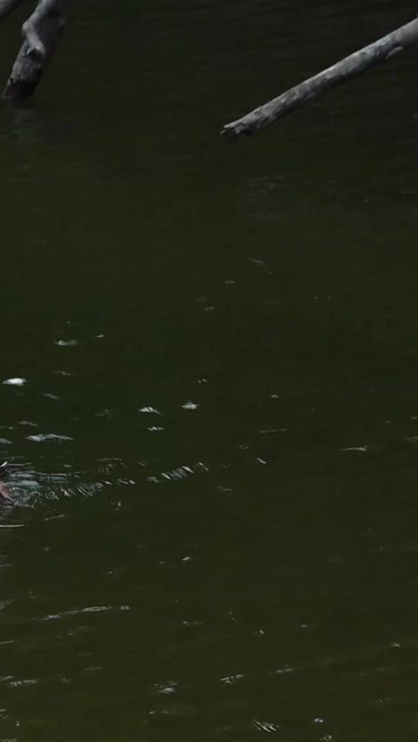 池塘里的天鹅视频的预览图