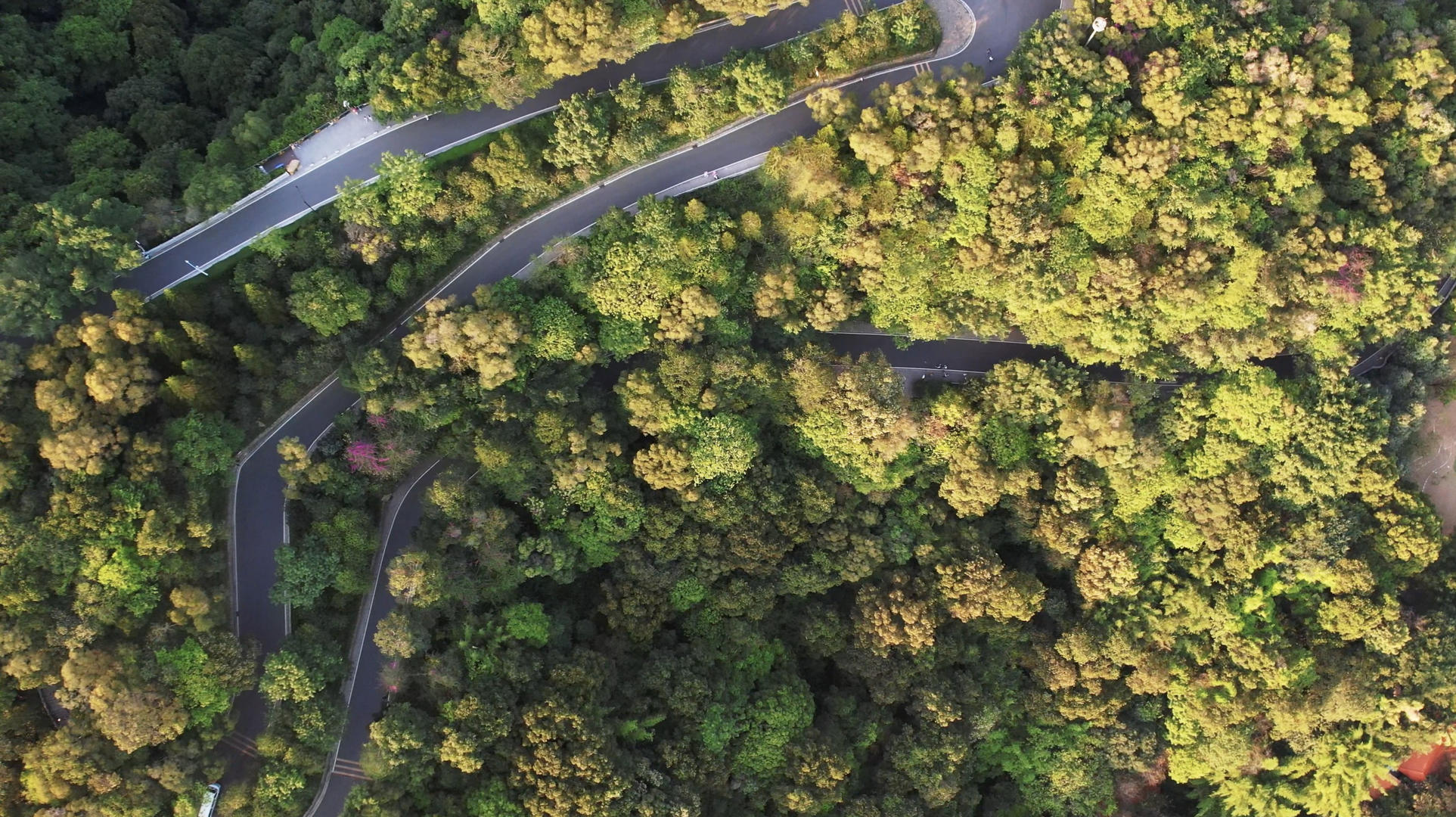 4K大疆Air2s实拍广州白云山森林视频的预览图