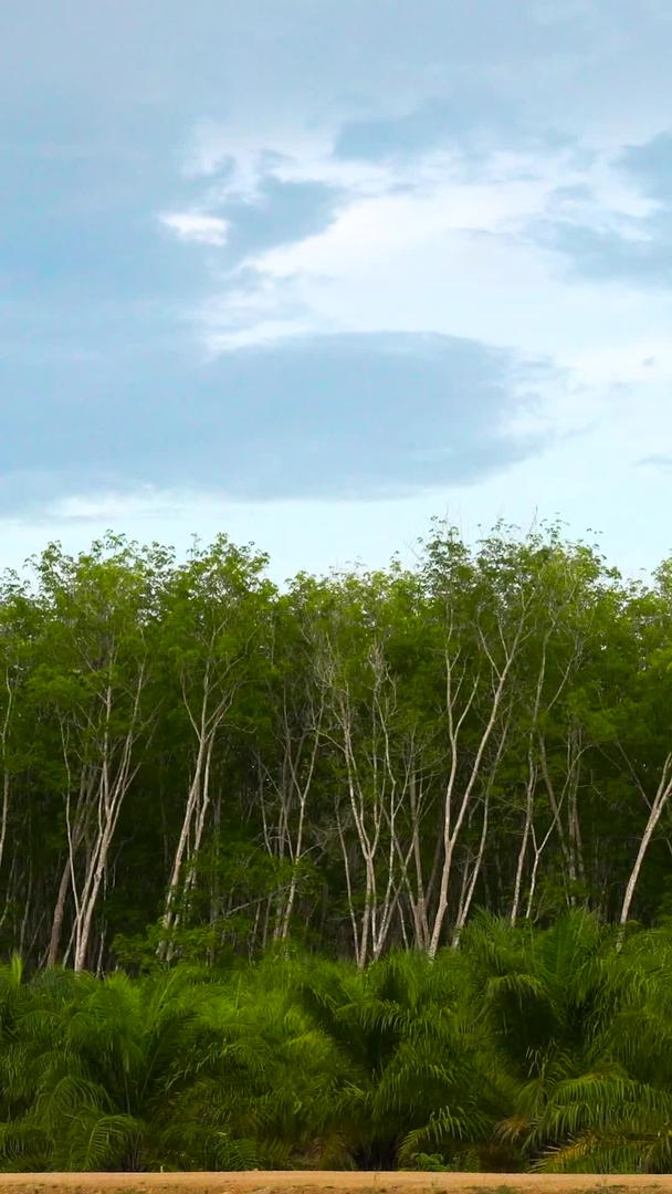 延迟收集东南亚橡胶树林视频的预览图