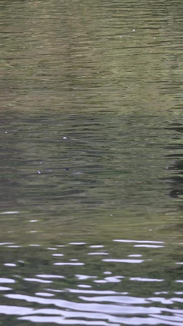 在湖上拍摄天鹅合集视频的预览图