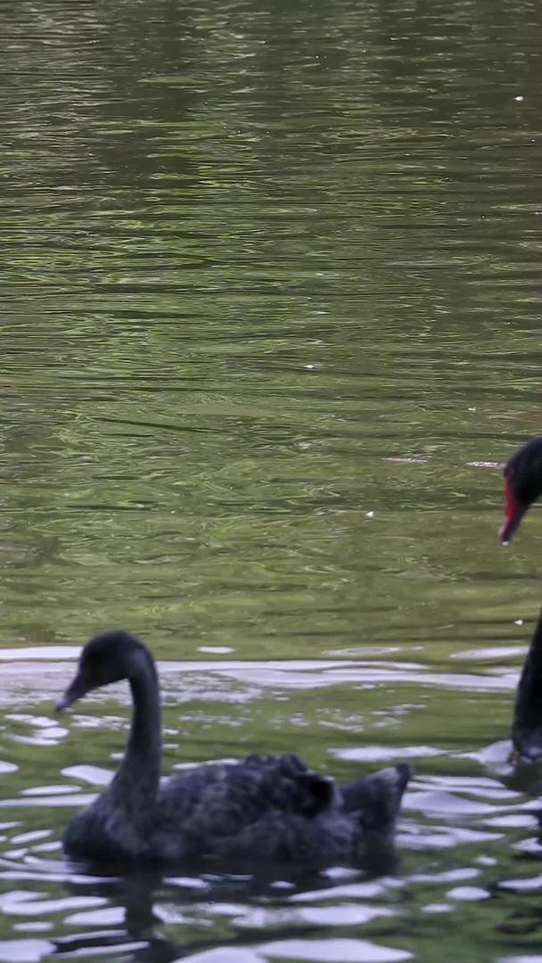 在湖上拍摄天鹅合集视频的预览图