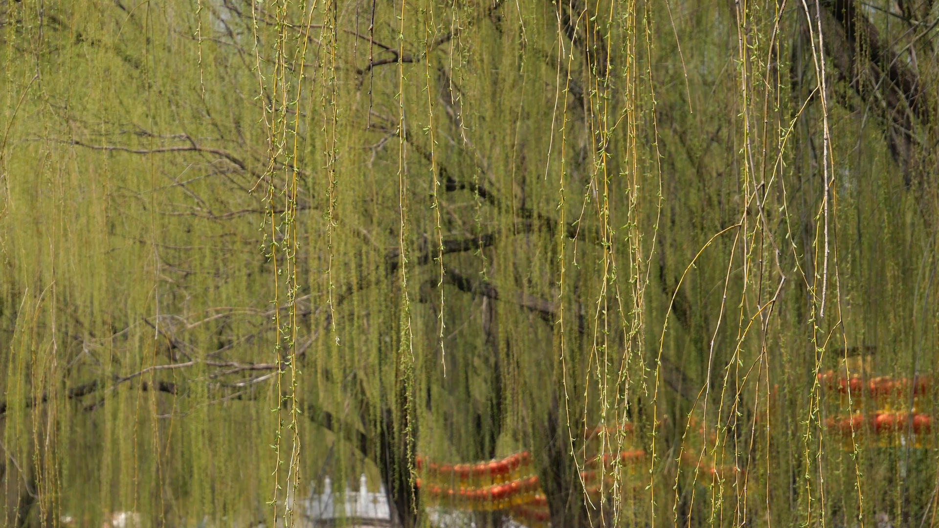 春天湖边杨柳依依都风景视频的预览图