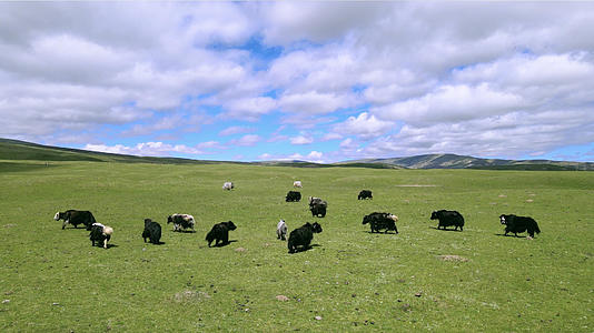 4k航拍青海草原上牦牛群视频的预览图
