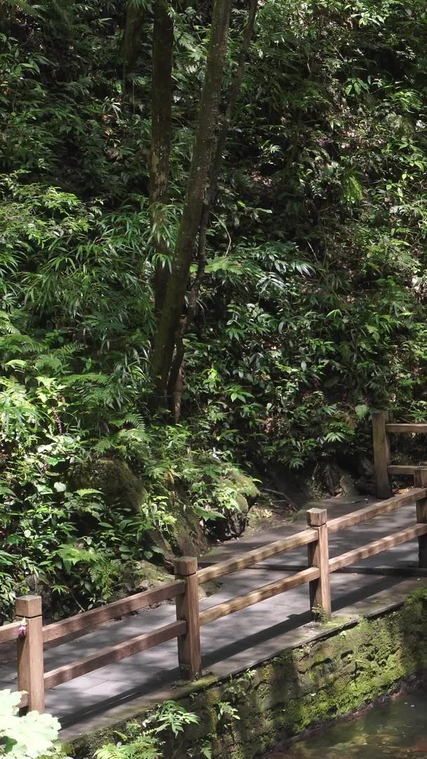 重庆黑山谷仿古栈道国家森林地质公园重庆视频的预览图