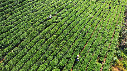 航拍农业生产制造茶园茶树采茶4k素材视频的预览图