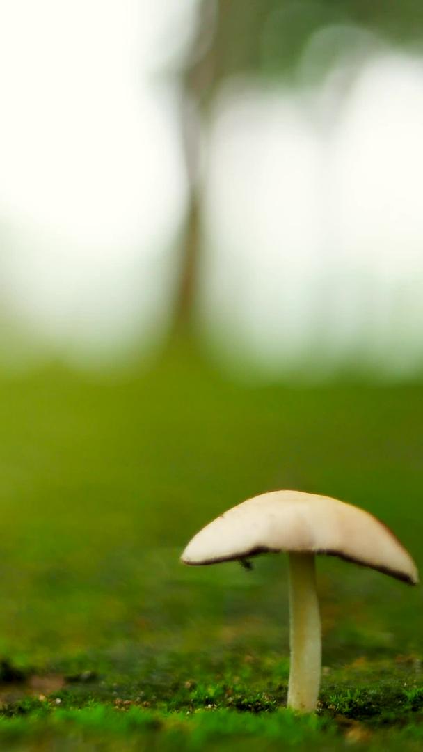 野生蘑菇微距虚景实拍视频的预览图