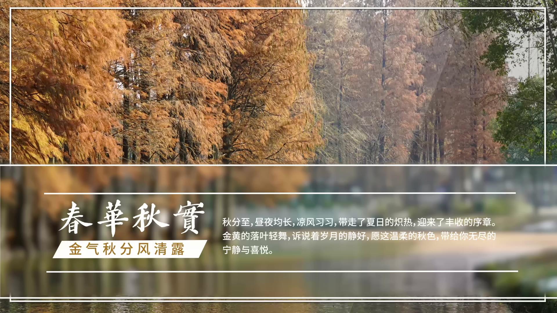 简洁清新秋分图文展示AE模板视频的预览图