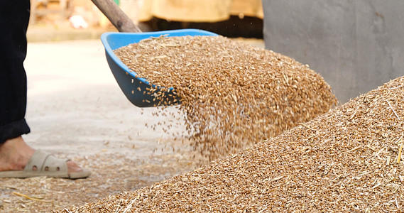 4K小麦堆丰收粮食谷物谷堆麦子收麦子视频的预览图