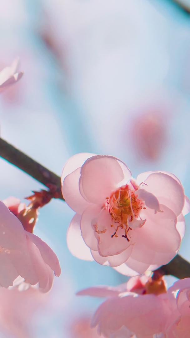 春日阳光春梅樱花蜜蜂采蜜蜂采蜜蜂视频的预览图