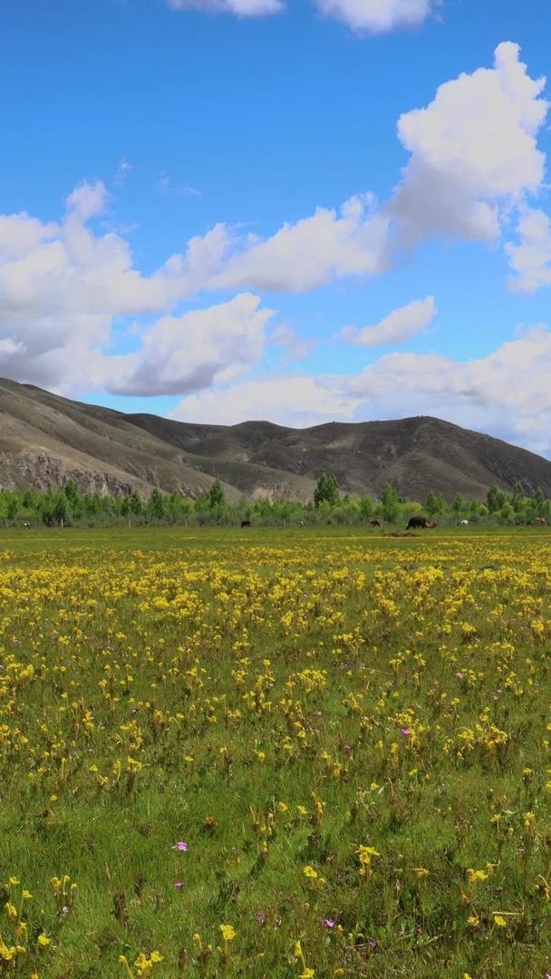 天然牧场高原开满鲜花的延时视频视频的预览图