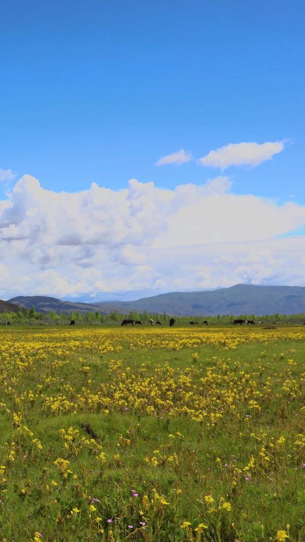天然牧场高原开满鲜花的延时视频视频的预览图