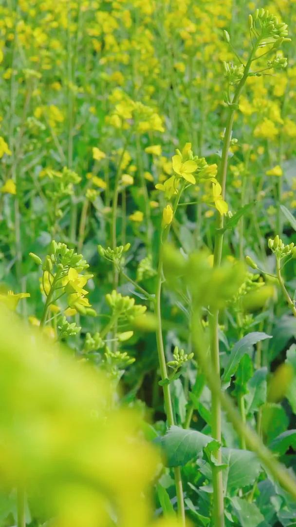 春季黄油菜田视频的预览图