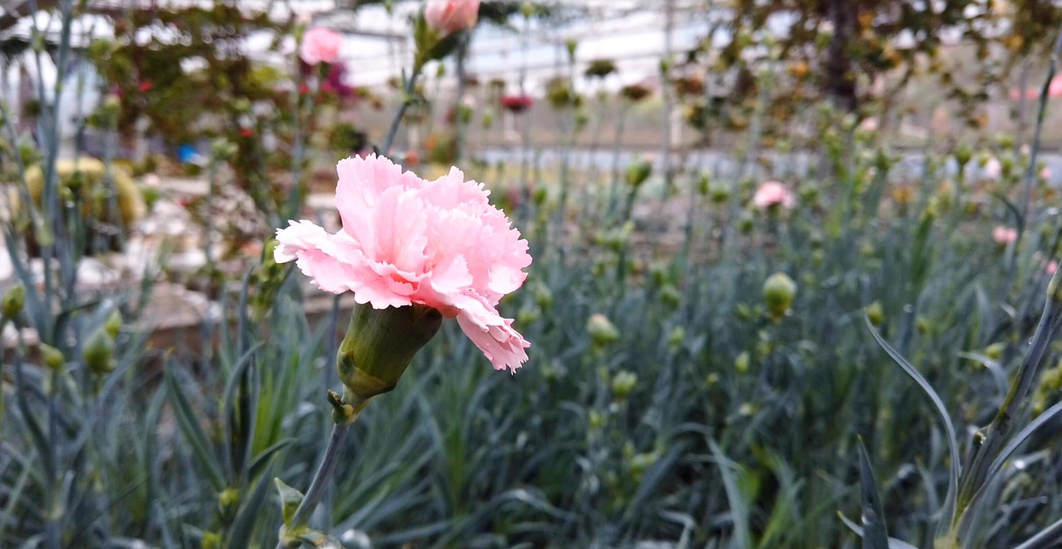 康乃馨种植地视频的预览图
