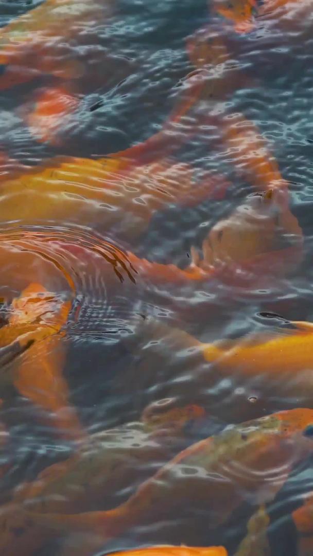 池子里的金鱼视频的预览图