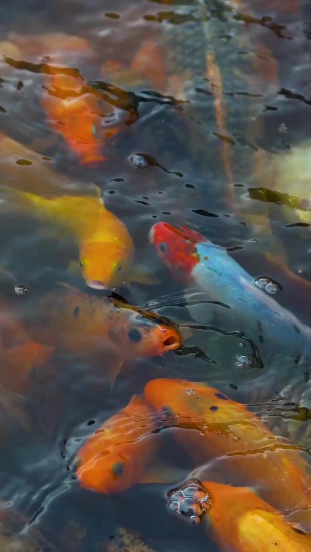 池子里的金鱼视频的预览图