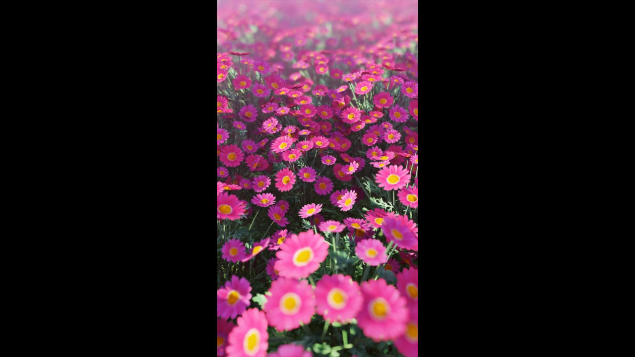花海花丛背景视频的预览图