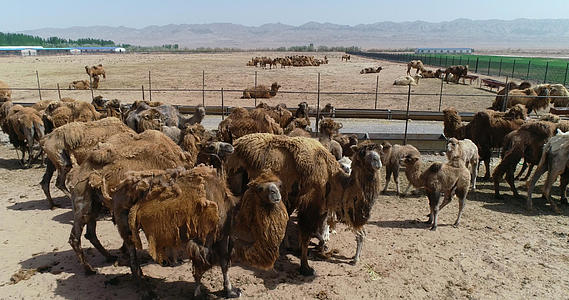 2-4k新疆户外大量骆驼饲养视频的预览图