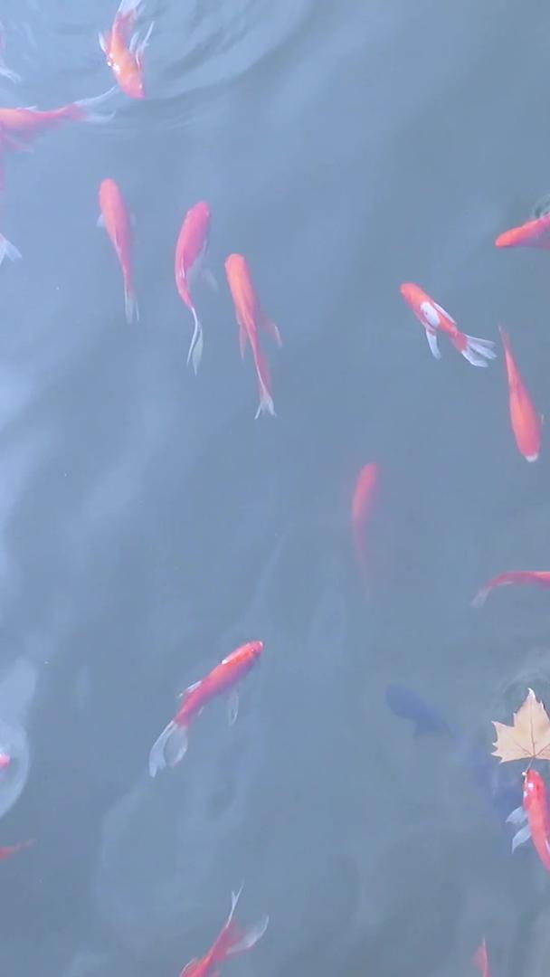 园区鱼塘池景观鱼素材视频的预览图