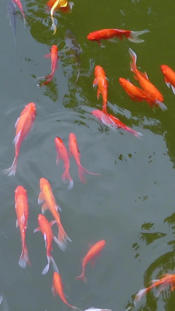 园区鱼塘池景观鱼素材视频的预览图