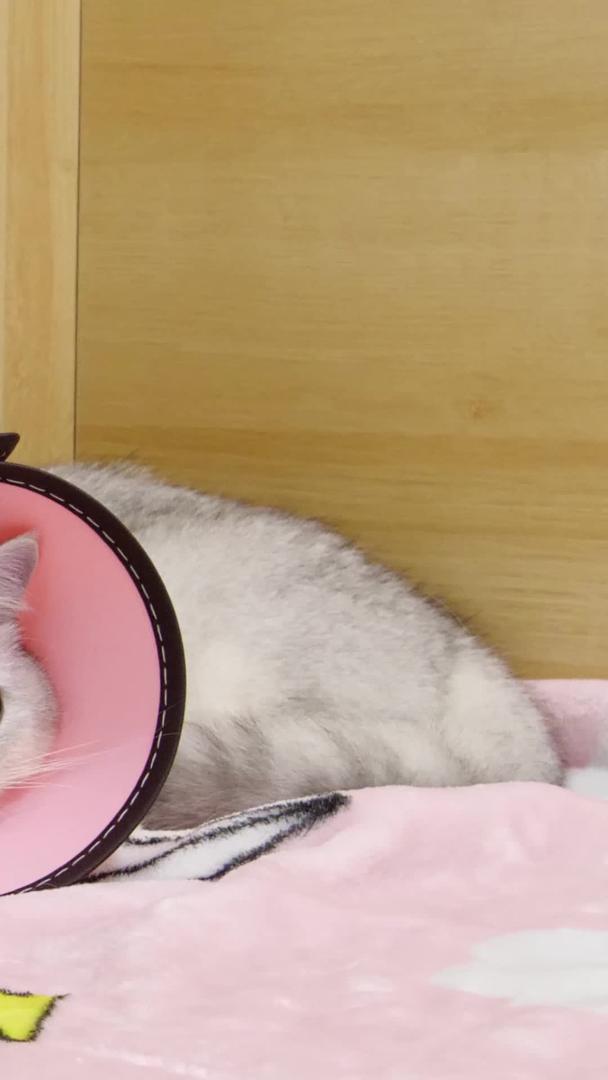 猫猫在宠物医院打吊针猫猫治疗猫猫视频的预览图
