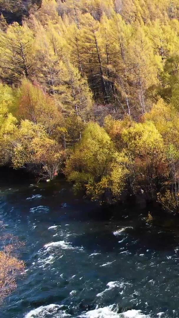 秋季航拍金色大兴安岭原始森林中蜿蜒的河流视频的预览图