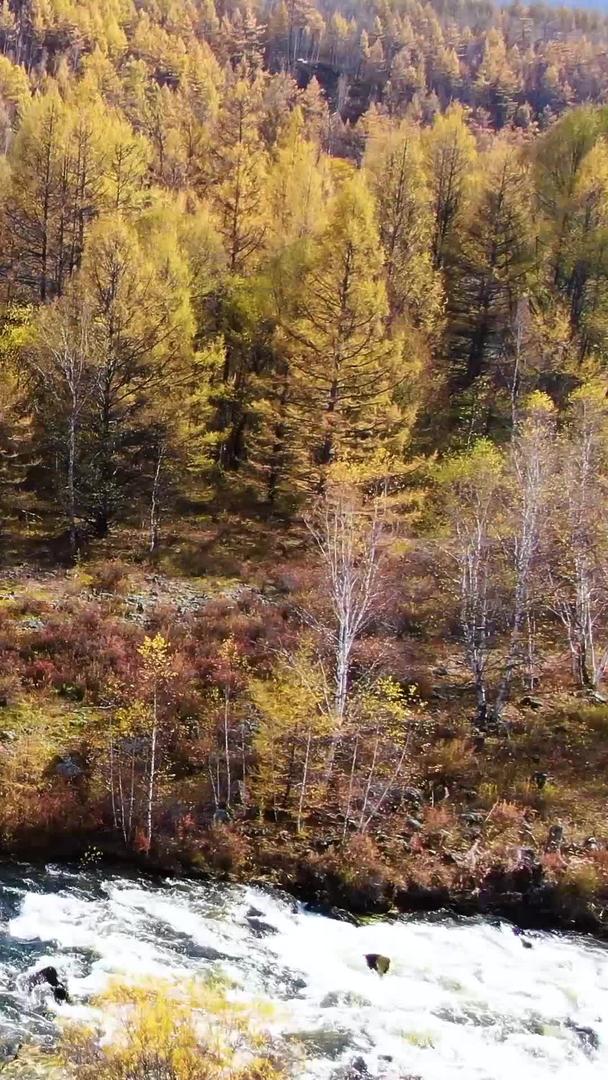 秋季航拍金色大兴安岭原始森林中蜿蜒的河流视频的预览图