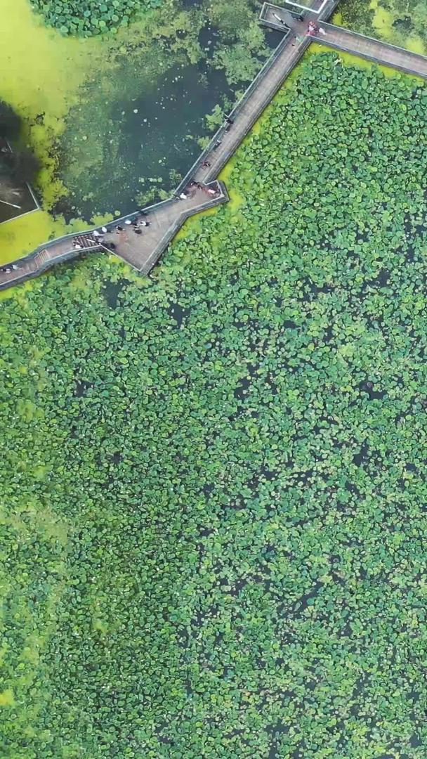 夏季航拍城市一望无际的绿色荷塘步道湖景素材视频的预览图