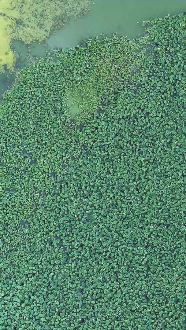 夏季航拍城市一望无际的绿色荷塘步道湖景素材视频的预览图