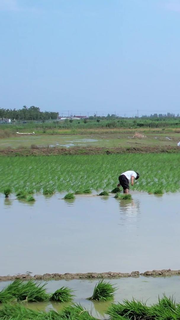 农民在农田里插秧劳动秧苗视频的预览图