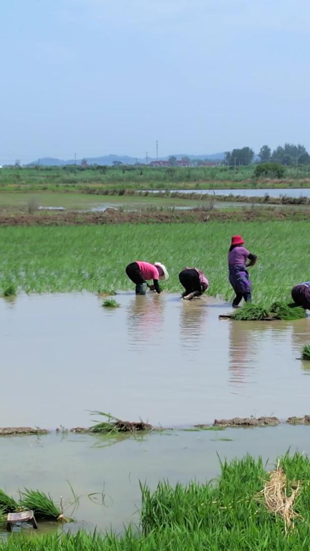 农民在农田里插秧劳动秧苗视频的预览图