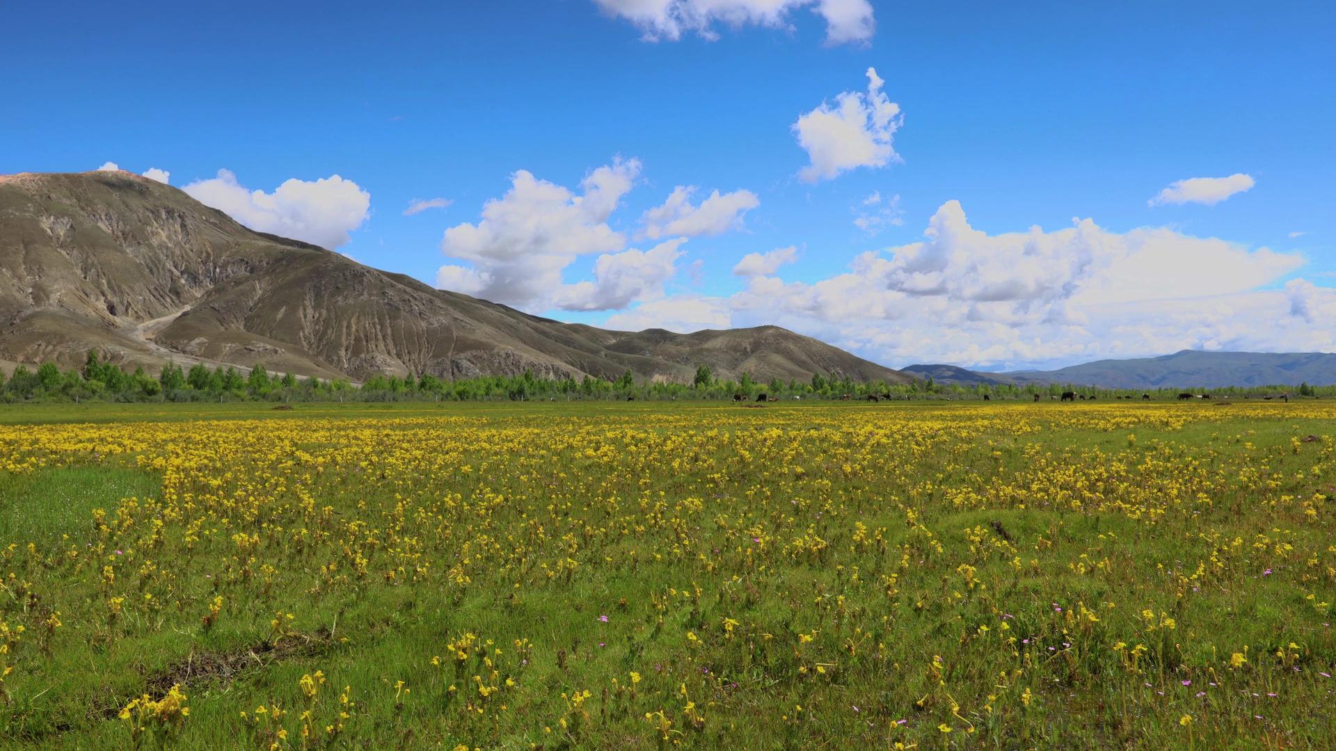 高原开满鲜花的天然牧场延时视频视频的预览图