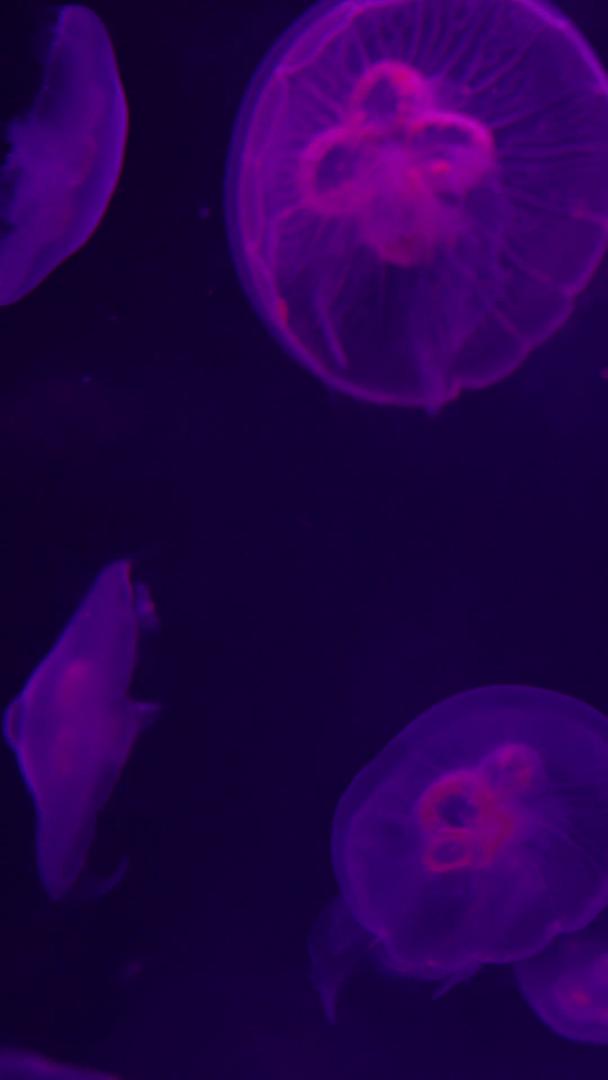 紫色发光水母深处的海洋视频的预览图