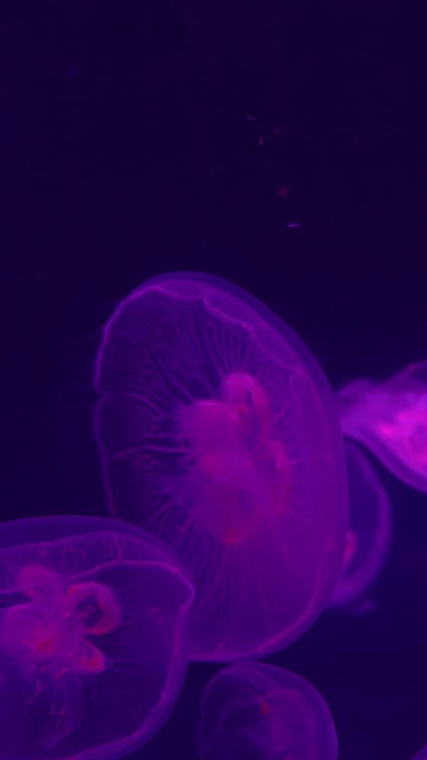 紫色发光水母深处的海洋视频的预览图