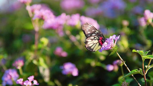 粉紫色花朵蝴蝶采蜜视频的预览图