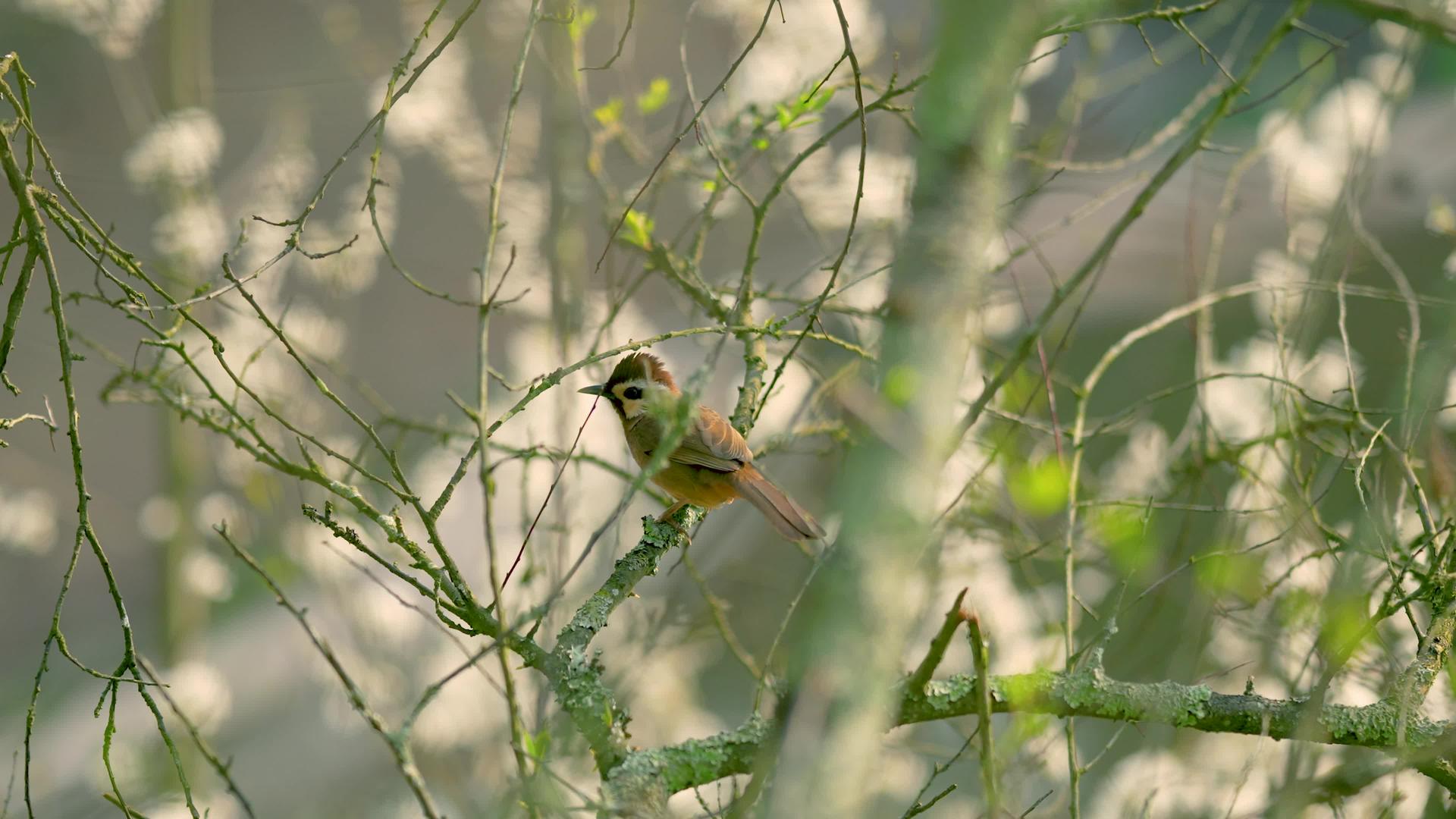 春天树枝上的小鸟4k视频的预览图