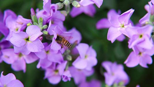 粉色紫罗兰辛勤蜜蜂采蜜视频的预览图