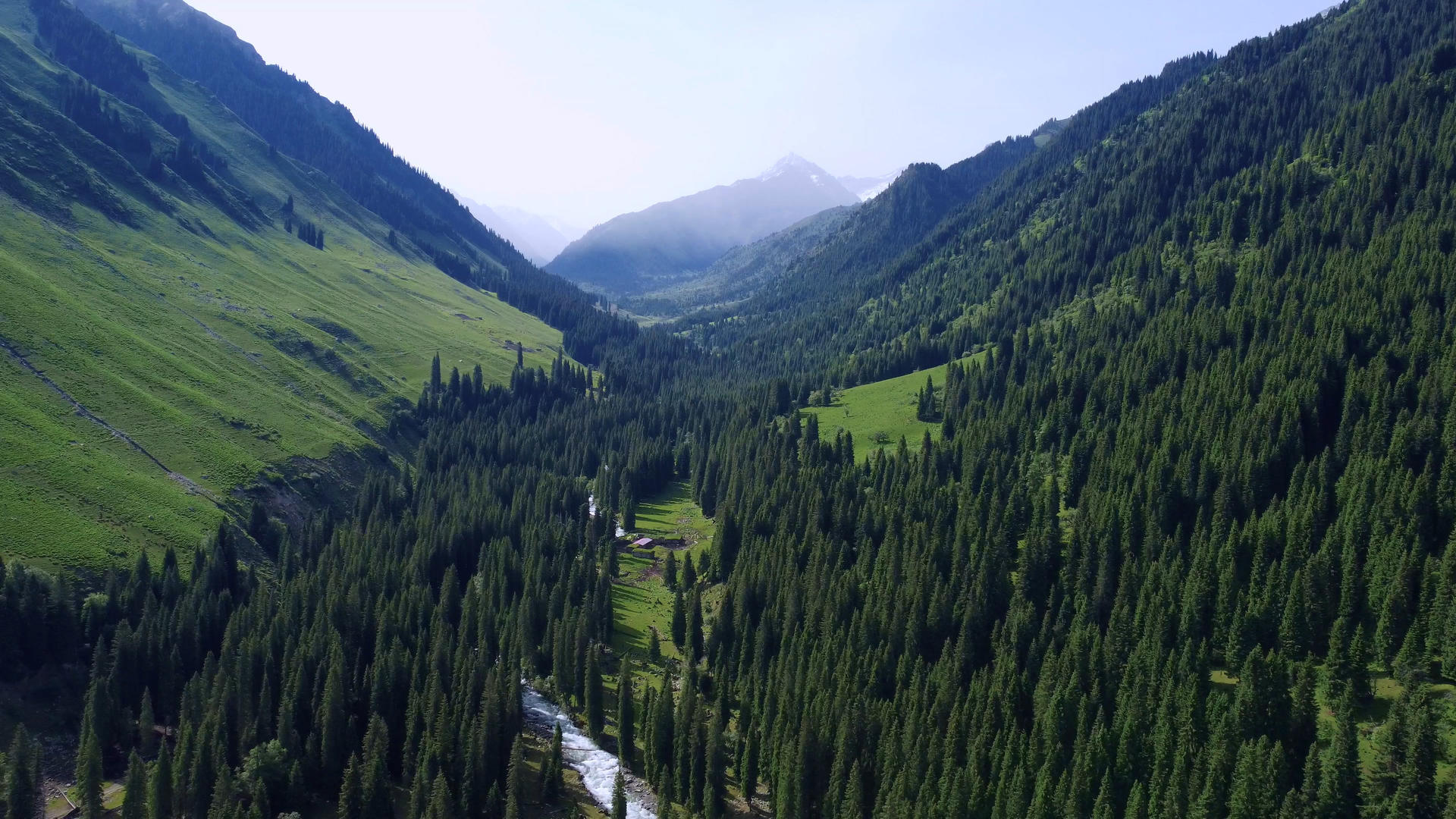 新疆伊犁琼库什台航拍植被茂盛的森林杉树小溪流水夏日风光视频的预览图