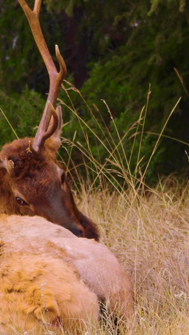 野生动物麋鹿驯鹿鹿视频的预览图