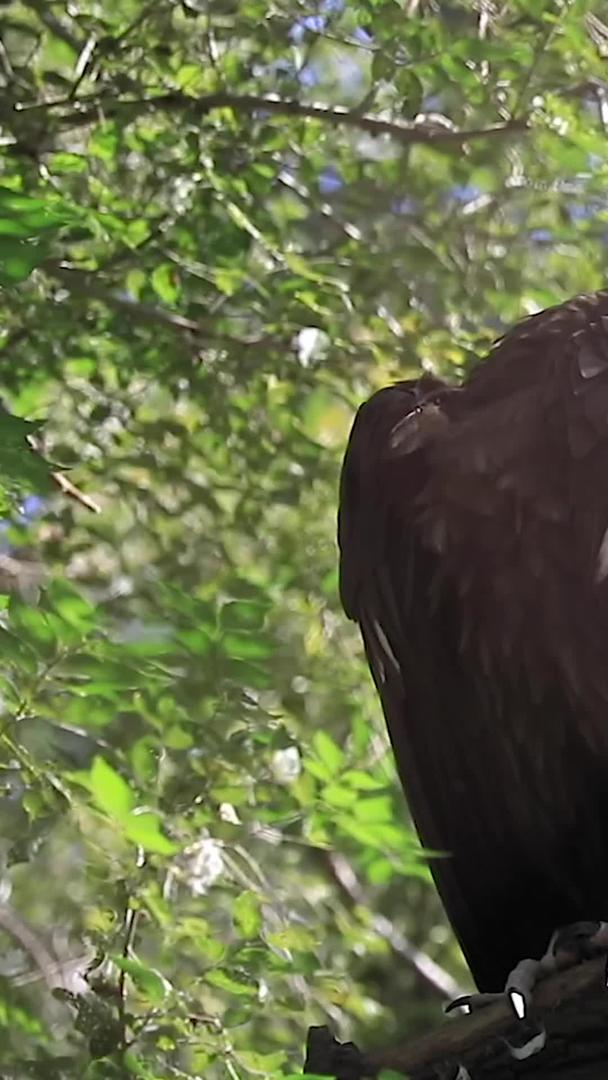 近距离、多角度拍摄野生猛禽老鹰合集视频的预览图