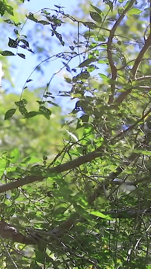 近距离、多角度拍摄野生猛禽老鹰合集视频的预览图