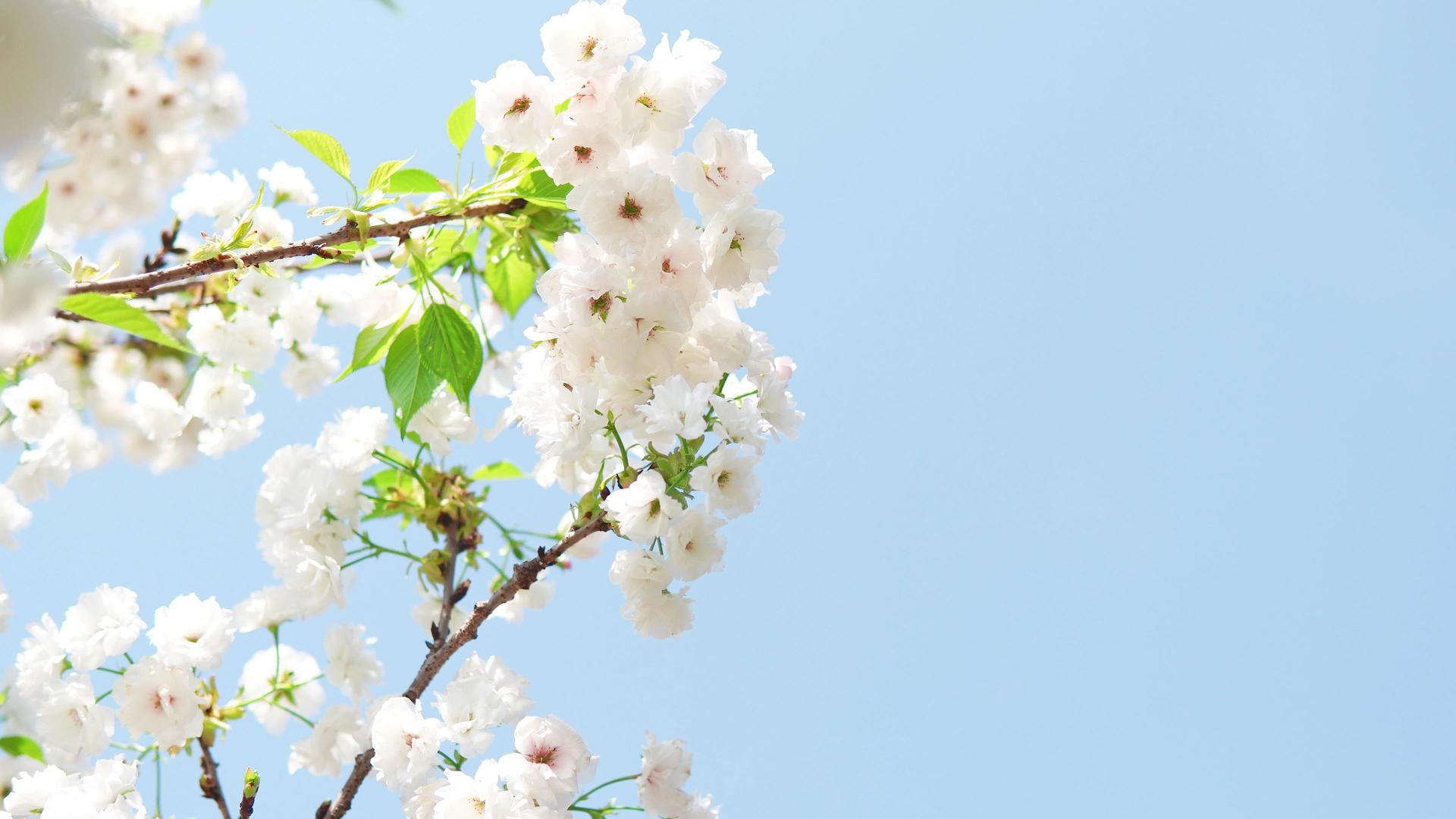 蓝天下纯白日本樱花视频的预览图