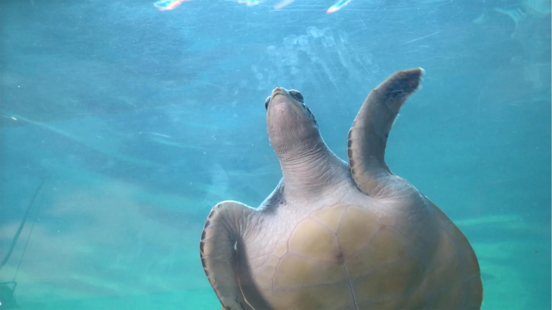 水族馆游动的大海龟视频的预览图