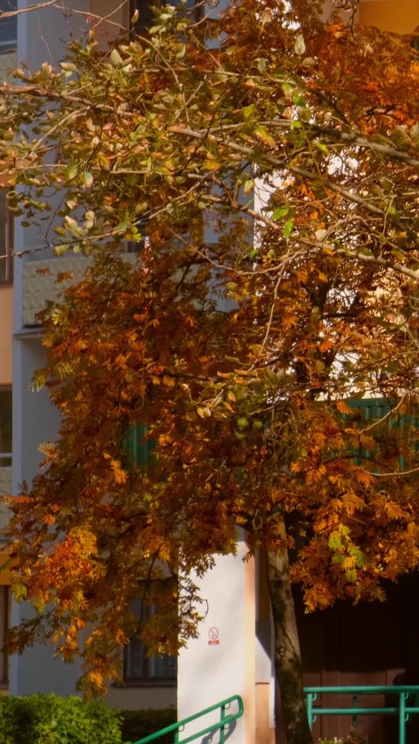 秋冬季节光秃秃的树干视频的预览图