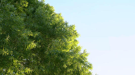 盛夏夏天风吹柳树自然风景实拍视频的预览图