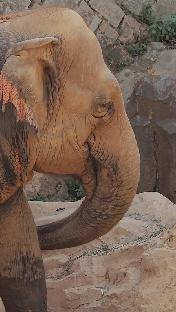 亚洲象实拍视频视频的预览图