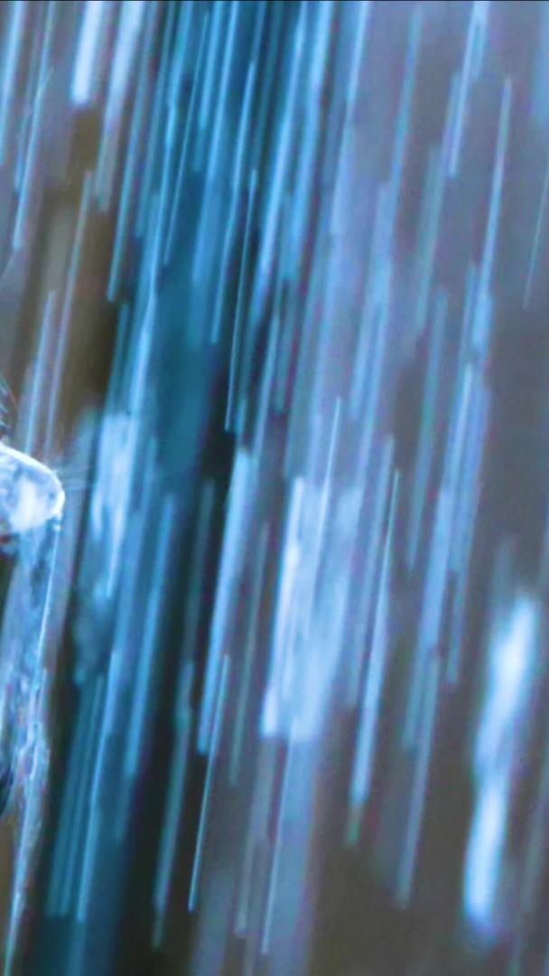 酒店水龙头240帧升级水滴流动视频素材视频的预览图