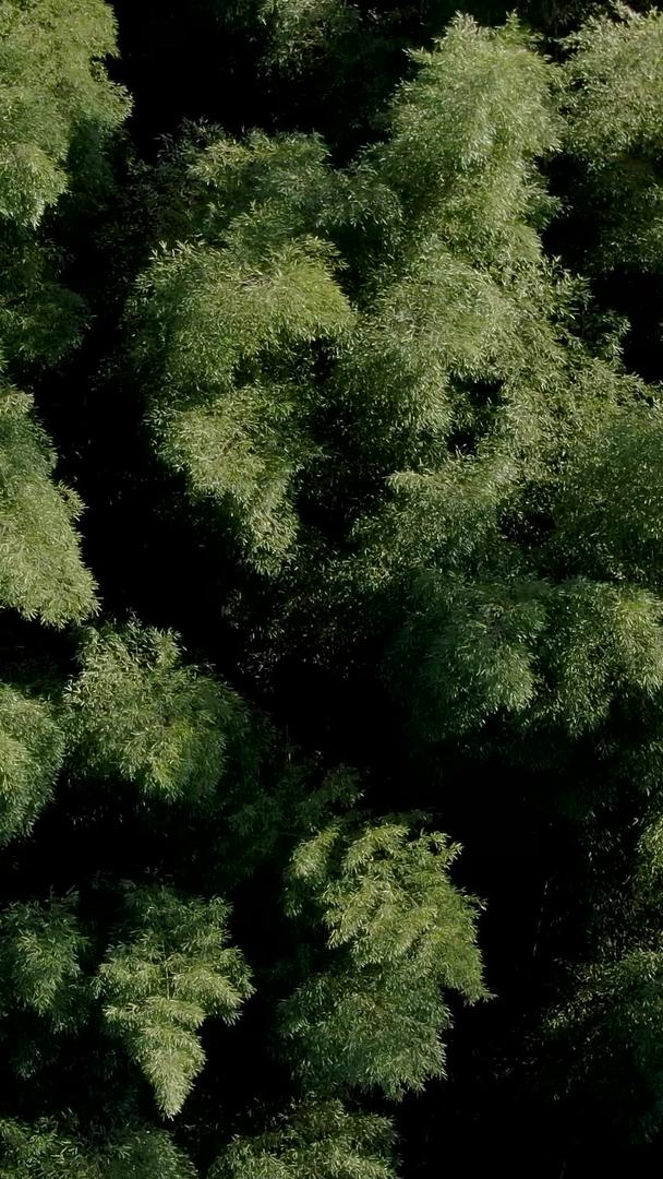安徽林坑大竹海景区航拍视频视频的预览图