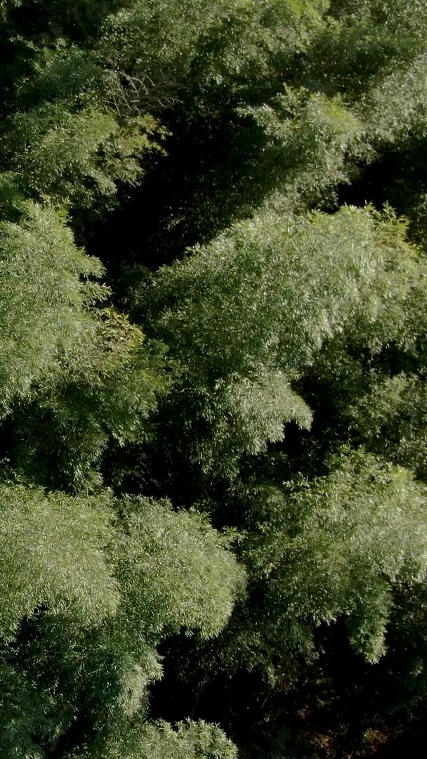 安徽林坑大竹海景区航拍视频视频的预览图