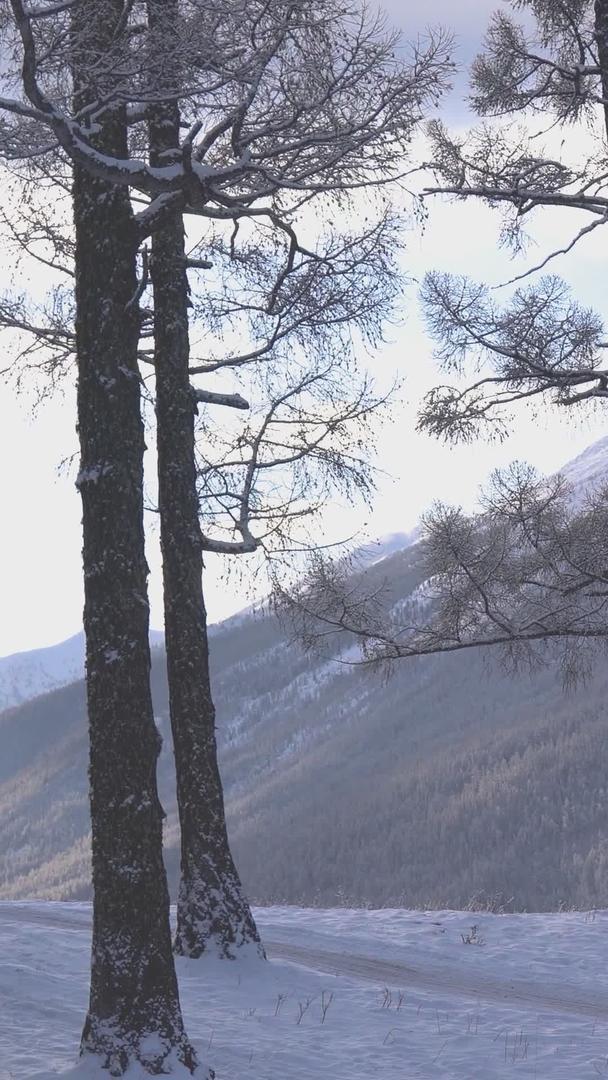 冬天白桦林行驶雪地摩托车视频的预览图